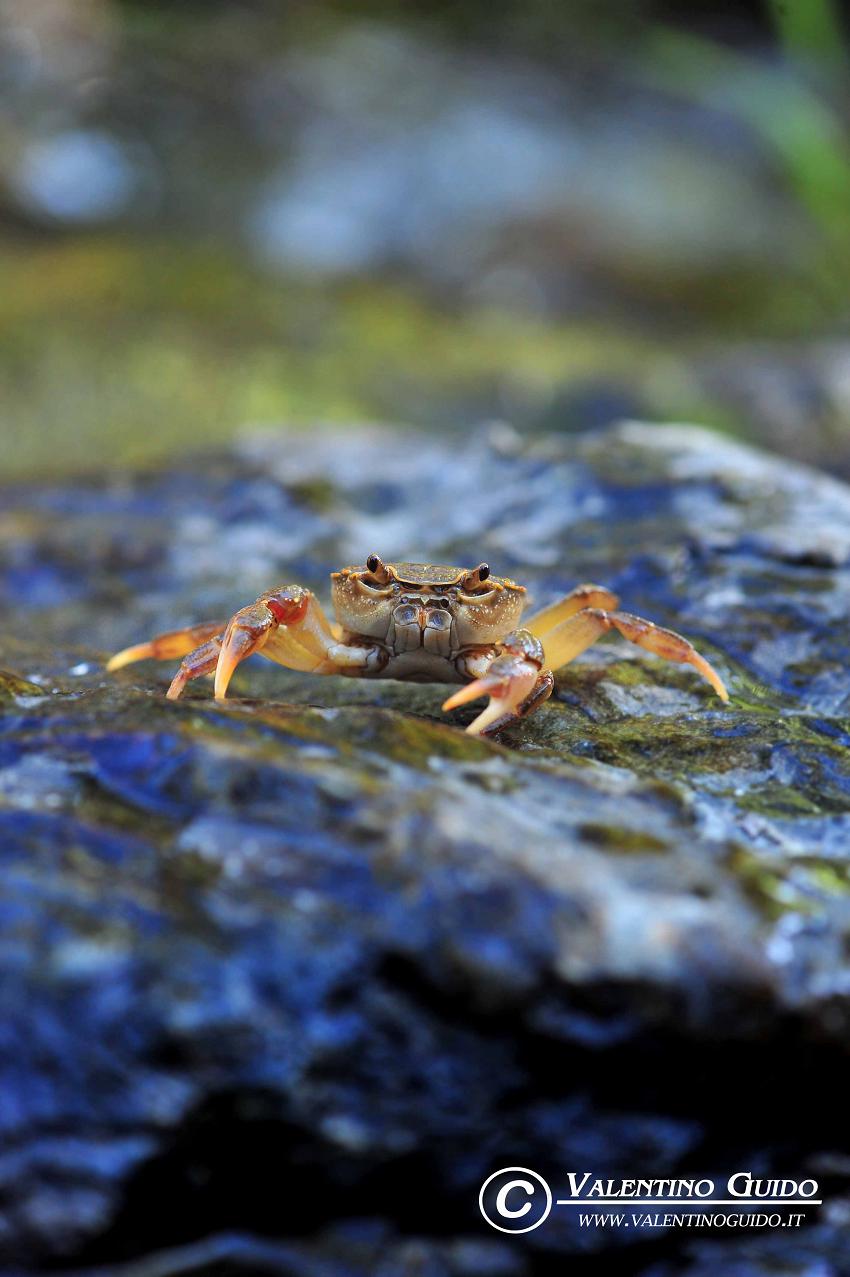 Bel granchio di fiume